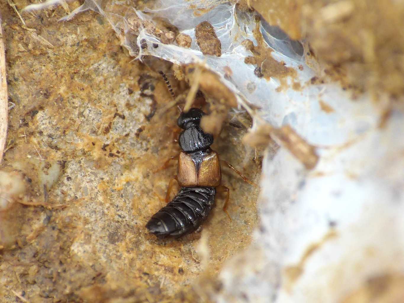 Oxytelus piceus? (Staphilinidae) - Santa Severa (RM)